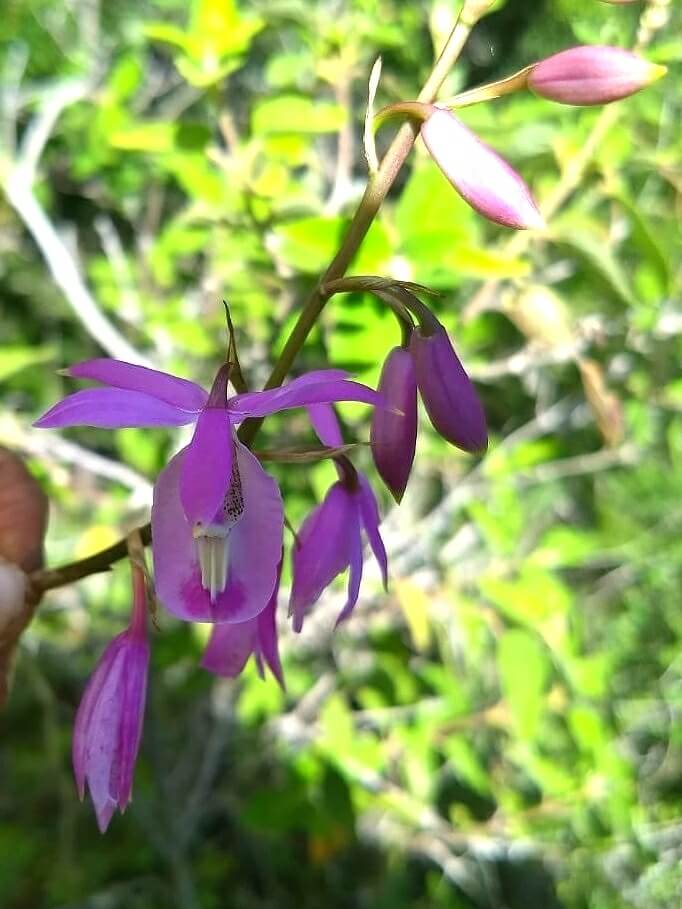 Barkeria vanneriana